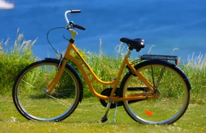 Skolcykel, oväxlad (vuxen)